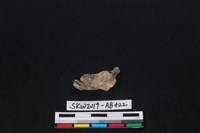 臺灣野兔(特)藏品圖，第1張