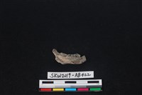 臺灣野兔(特)藏品圖，第2張