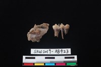 獸骨藏品圖，第1張