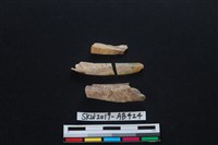 獸骨藏品圖，第2張