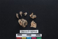 獸骨藏品圖，第1張