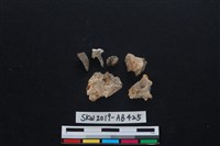 獸骨藏品圖，第2張