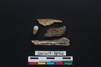 獸骨藏品圖，第2張