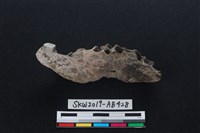 獸骨藏品圖，第1張