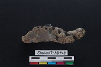 獸骨藏品圖，第2張