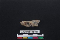 獸骨藏品圖，第3張