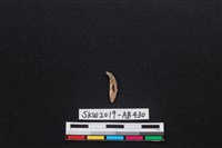 獸骨藏品圖，第1張