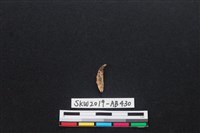 獸骨藏品圖，第2張