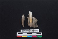 獸骨藏品圖，第1張