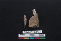 獸骨藏品圖，第2張