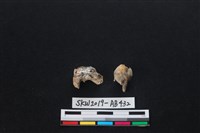 獸骨藏品圖，第1張