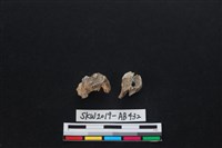 獸骨藏品圖，第2張