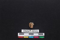 獸骨藏品圖，第2張