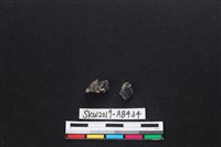 獸骨藏品圖，第1張