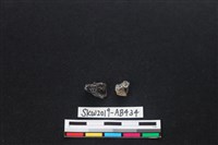 獸骨藏品圖，第2張