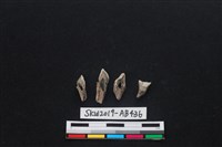 獸骨藏品圖，第1張