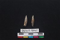 獸骨藏品圖，第2張