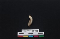 獸骨藏品圖，第1張