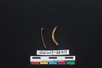 獸骨藏品圖，第1張