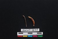 獸骨藏品圖，第2張