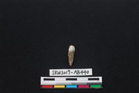 獸骨藏品圖，第1張