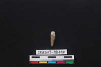 獸骨藏品圖，第2張