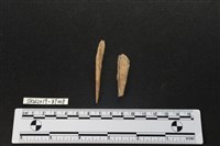 骨尖器藏品圖，第2張