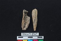 骨尖器藏品圖，第2張