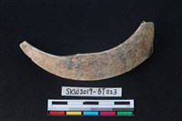 牙飾藏品圖，第1張