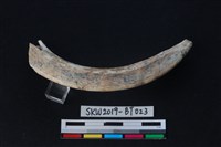 牙飾藏品圖，第2張