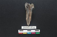 骨尖器藏品圖，第1張