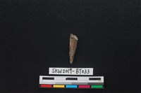 骨尖器藏品圖，第1張