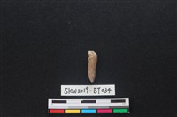 骨尖器藏品圖，第2張