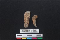 骨尖器殘件藏品圖，第1張