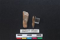 骨尖器殘件藏品圖，第2張