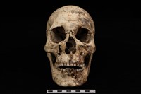 人骨藏品圖，第1張