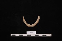 人骨藏品圖，第1張