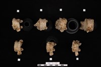 人骨藏品圖，第2張