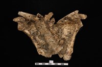 人骨藏品圖，第1張