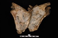 人骨藏品圖，第2張