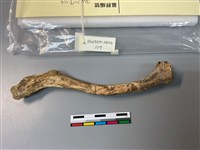 人骨藏品圖，第1張