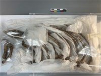 人骨藏品圖，第1張