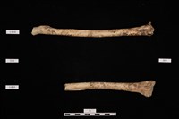 人骨藏品圖，第1張