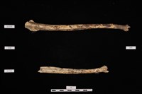 人骨藏品圖，第1張