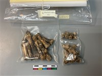 人骨藏品圖，第1張