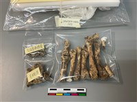 人骨藏品圖，第1張