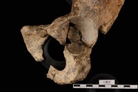 人骨藏品圖，第2張