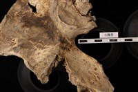 人骨藏品圖，第1張