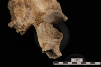 人骨藏品圖，第2張