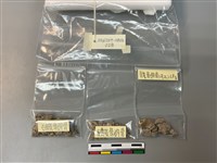 人骨藏品圖，第1張